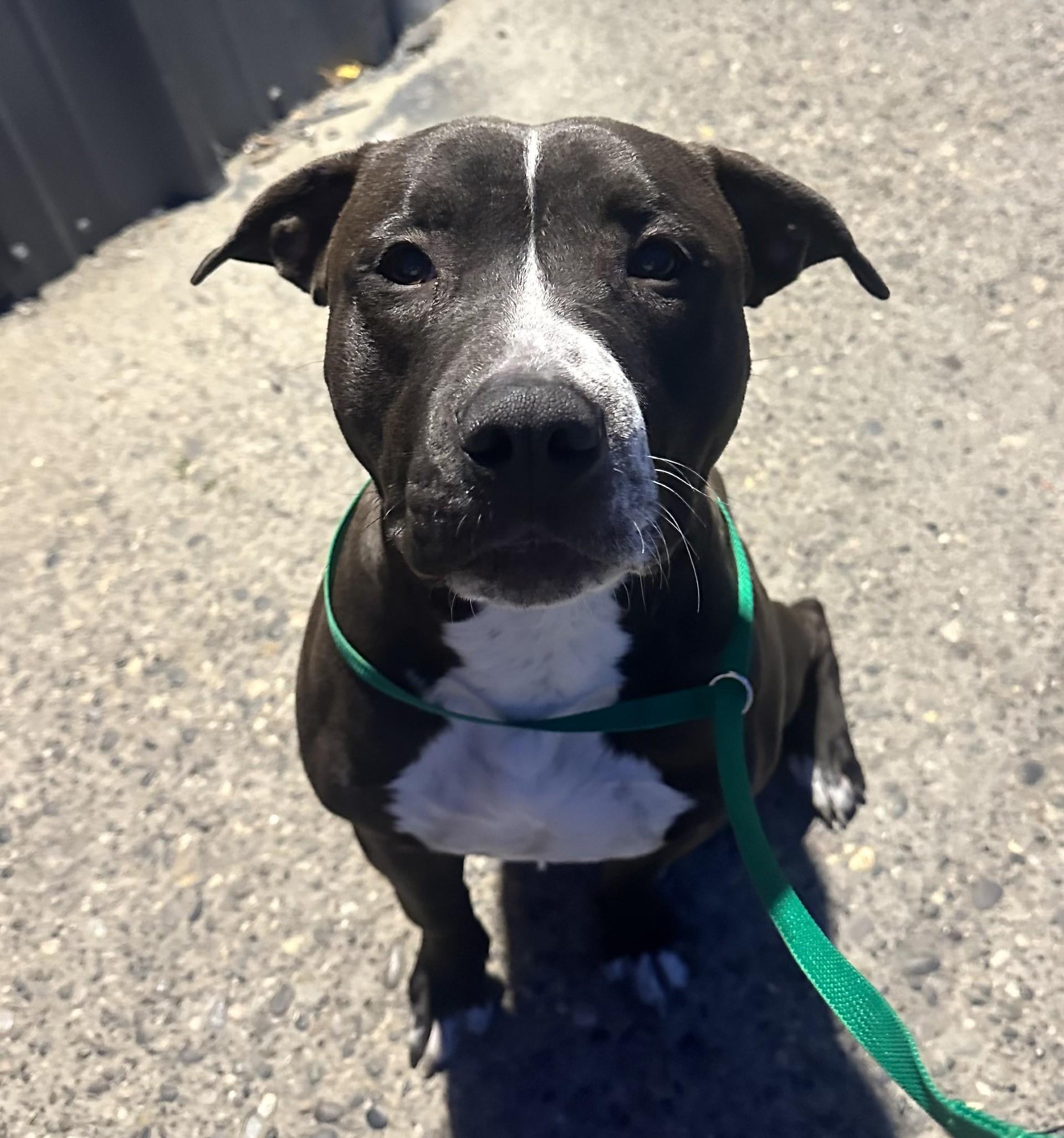 Jason, ADOPTABLE, Adult Male Pit Bull Terrier.