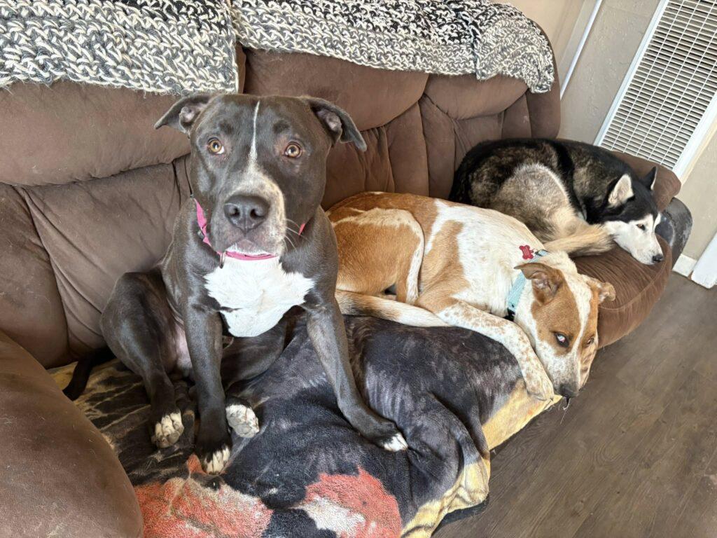 Enlarge Jason, a ADOPTABLE mixed breed in Billings, MT image 2/3