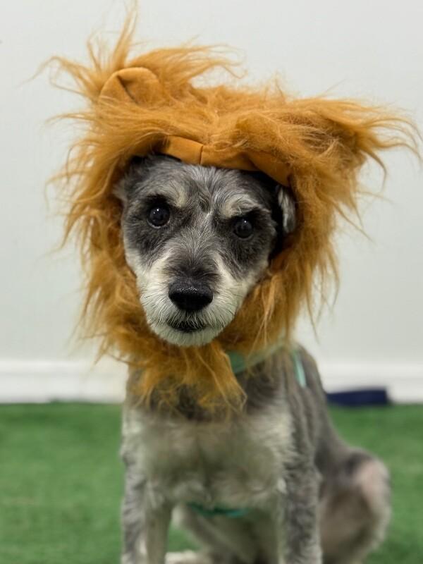 Teddy, an adoptable Schnauzer, Maltipoo in Santa Ana, CA, 92701 | Photo Image 1