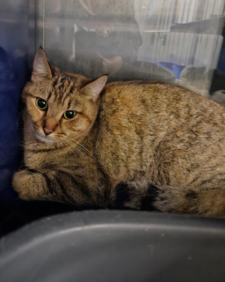 Enlarge Saffron, a Adoptable mixed breed in Maryville, TN image 1/1