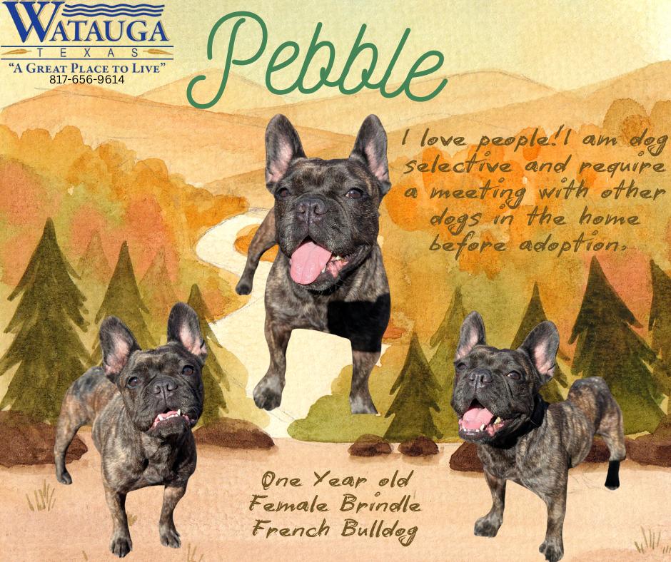 Enlarge Pebble, an adopted French Bulldog in Watauga, TX image 1/1