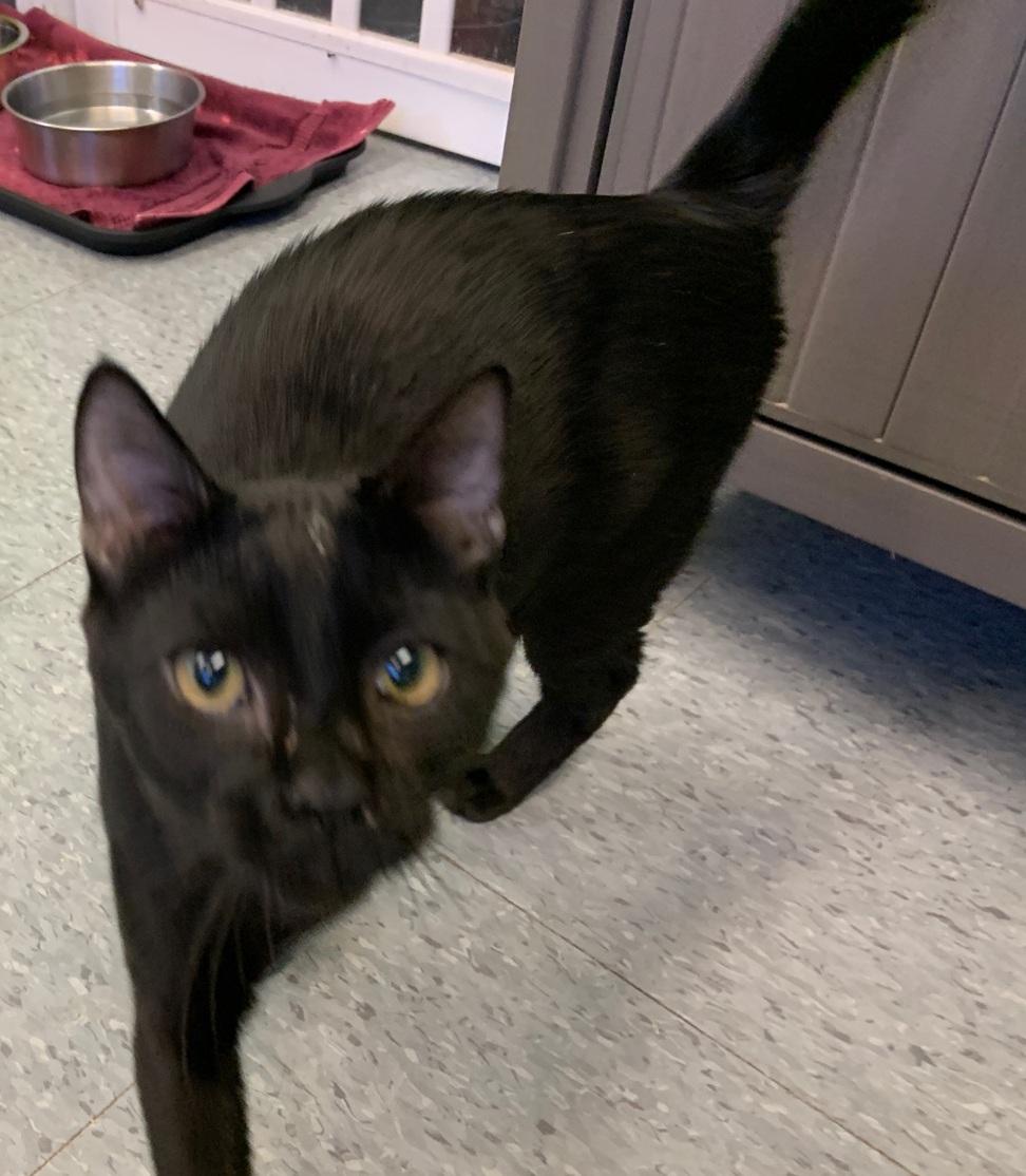 Stuffy, Adoptable, Young Male American Shorthair.