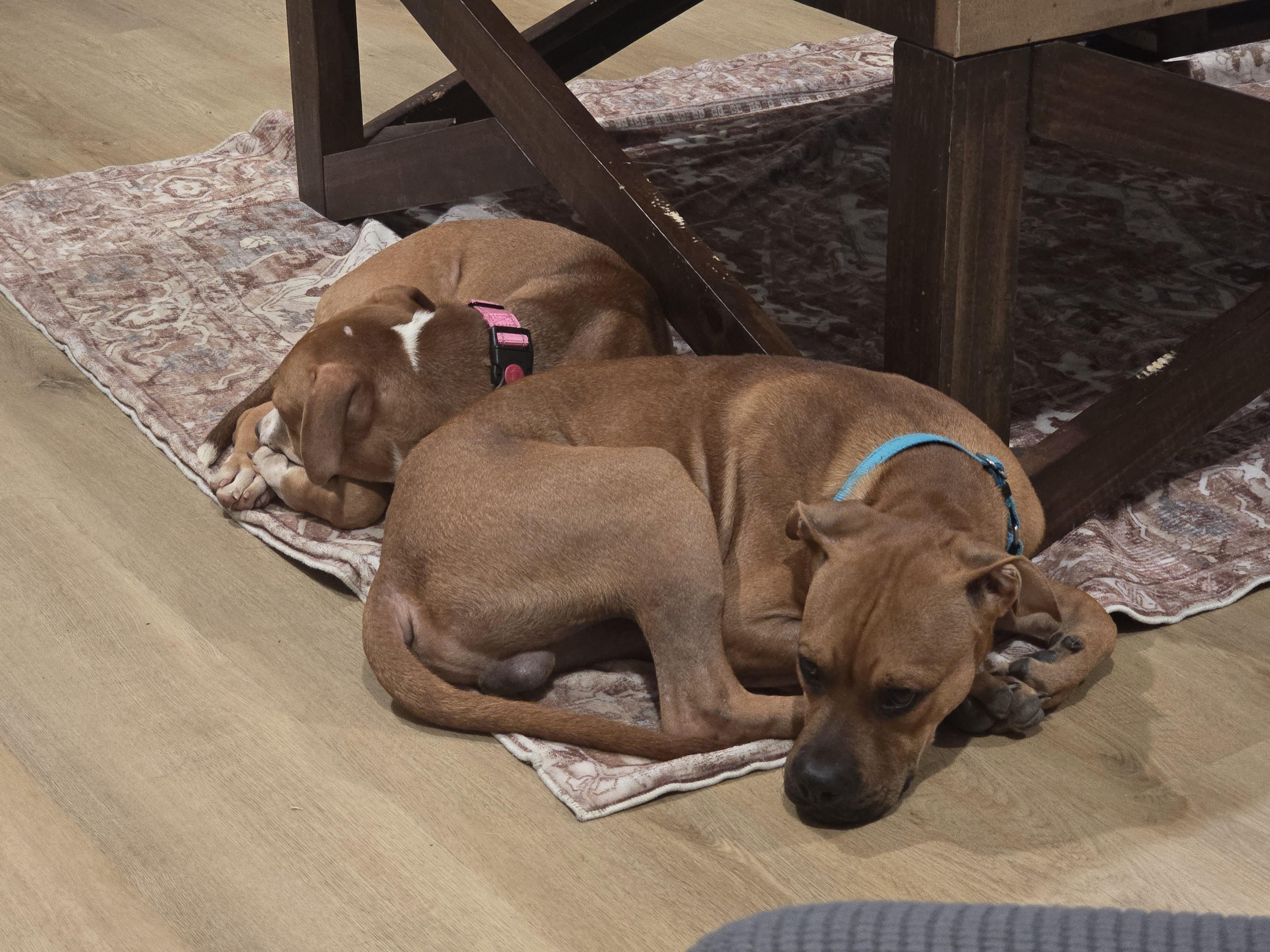 Simon, Adopted, Puppy Male Boxer.