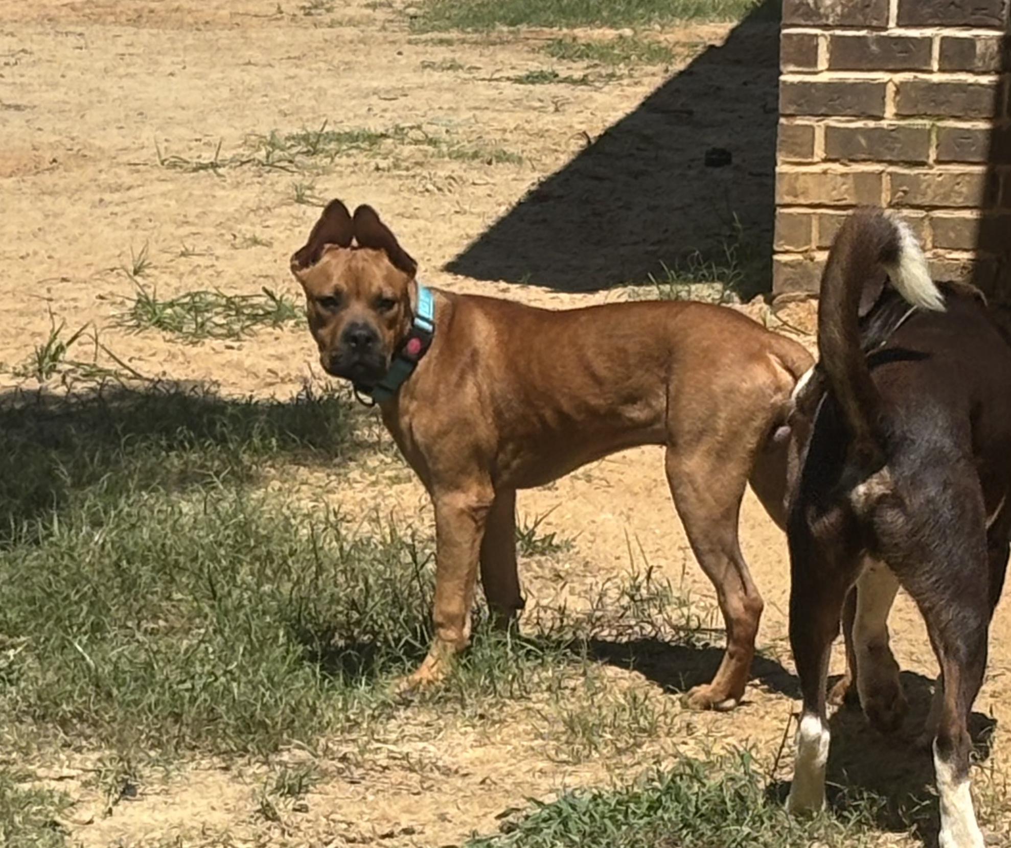 Simon, a Adopted mixed breed in Pace, FL image 2/3