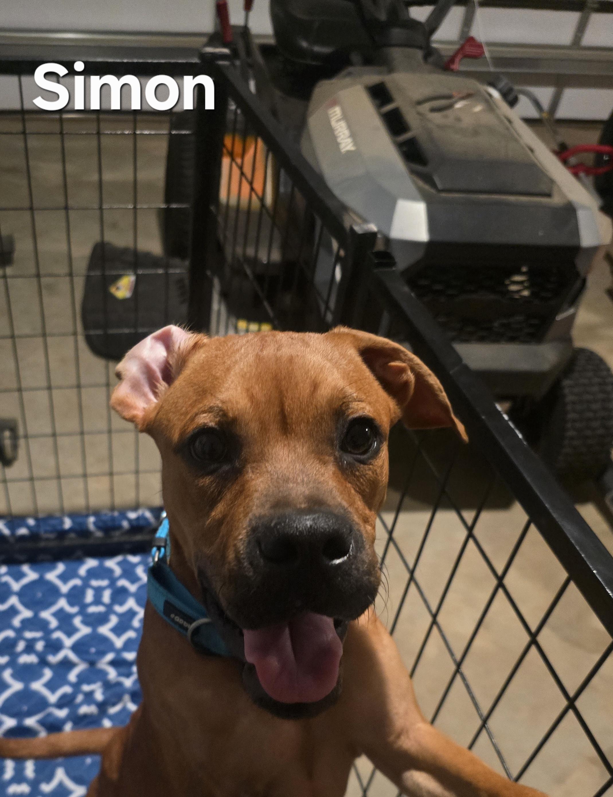 Simon, a Adopted mixed breed in Pace, FL image 3/3