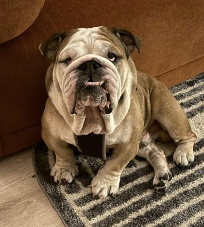 ANDRE VAN WRINKLES, a ADOPTABLE English Bulldog in Bonney Lake, WA image 3/3
