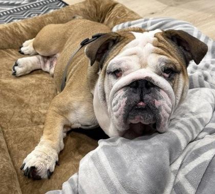 ANDRE VAN WRINKLES, a ADOPTABLE English Bulldog in Bonney Lake, WA image 2/3