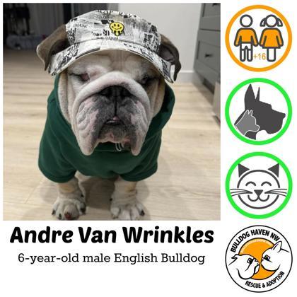 ANDRE VAN WRINKLES, ADOPTABLE, Adult Male English Bulldog.