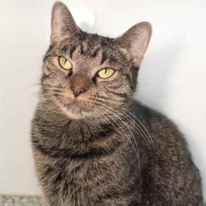 Enlarge Arabella, a Adoptable mixed breed in Verona, WI image 1/3