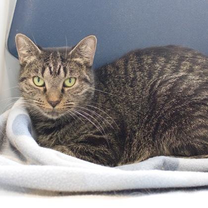 Enlarge Arabella, a Adoptable mixed breed in Verona, WI image 2/3