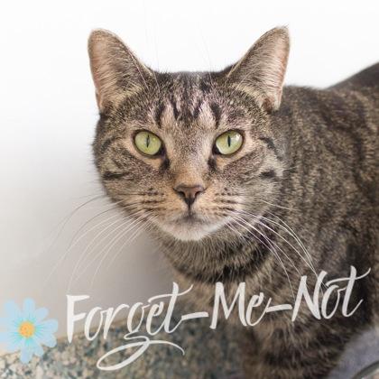 Enlarge Arabella, a Adoptable mixed breed in Verona, WI image 3/3