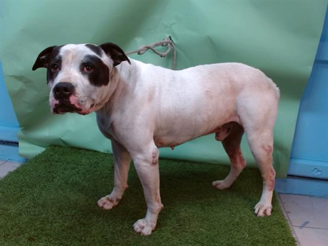 SUPERMAN, Adoptable, Young Male Pit Bull Terrier.