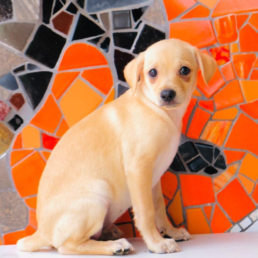 Brioche, Adoptable, Puppy Female Beagle & Labrador Retriever.