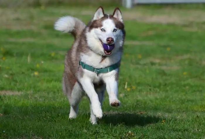 Arrow OHD-179-25, Adoptable, Adult Male Husky.