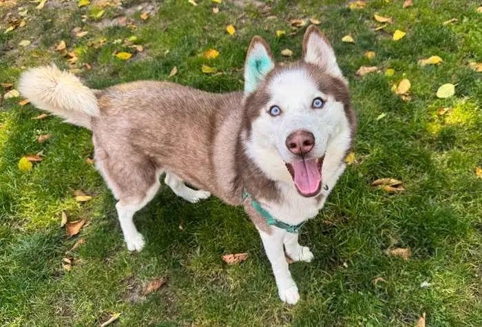 Arrow OHD-179-25, a Adoptable Husky in Coupeville, WA image 2/6