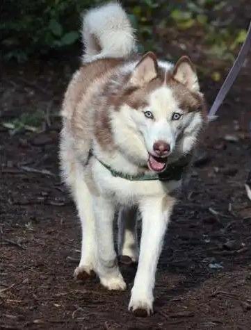 Arrow OHD-179-25, a Adoptable Husky in Coupeville, WA image 3/6