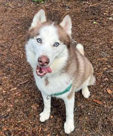 Arrow OHD-179-25, a Adoptable Husky in Coupeville, WA image 4/6