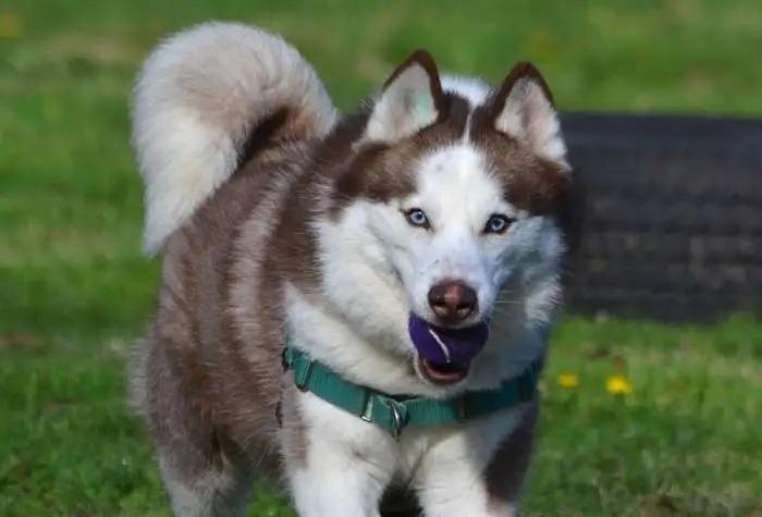 Arrow OHD-179-25, a Adoptable Husky in Coupeville, WA image 5/6