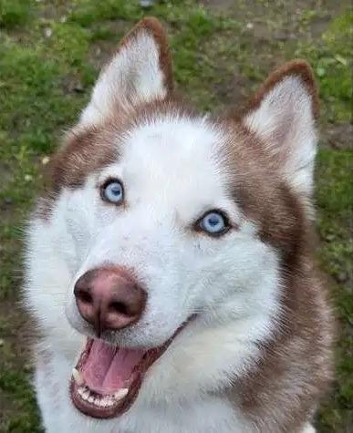 Arrow OHD-179-25, a Adoptable Husky in Coupeville, WA image 6/6