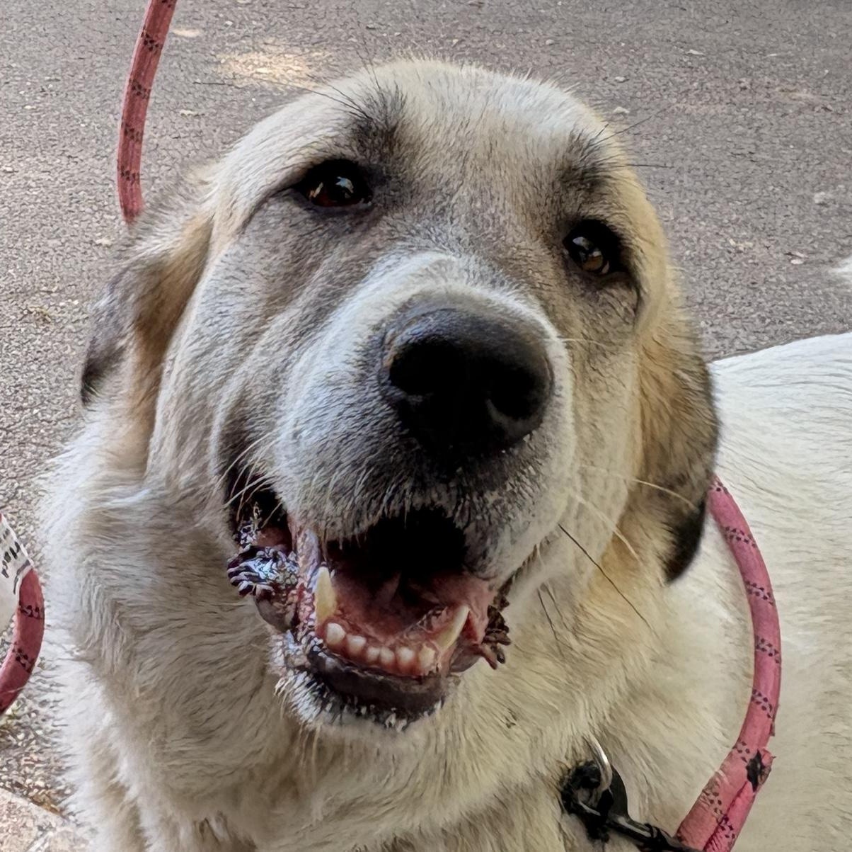 Dulce - Anatolian Great Pyrenees- Foster Needed, Adoptable, Adult Female Great Pyrenees & Anatolian Shepherd.