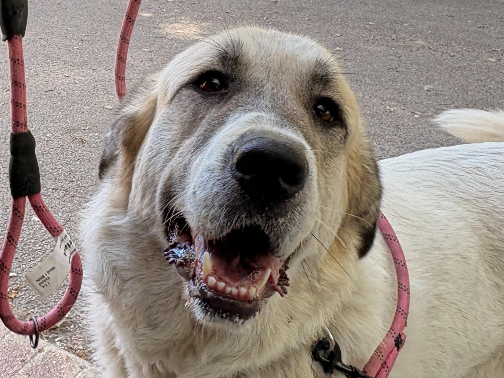 Dulce  - Anatolian Great Pyrenees- Foster Needed