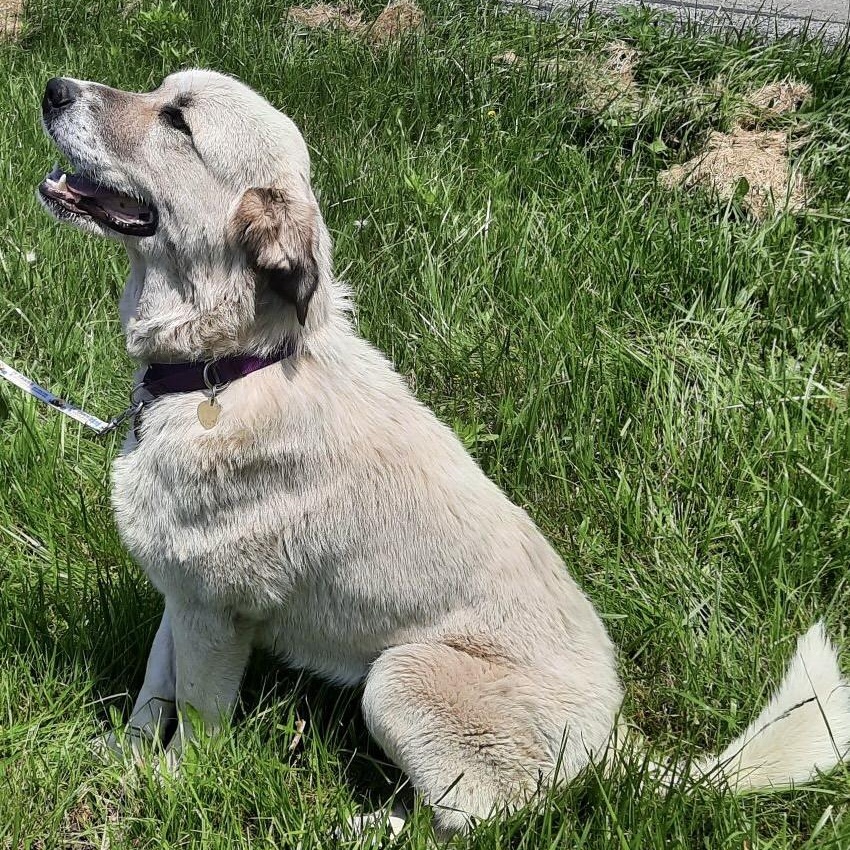 Dulce  - New to Rescue - Anatolian Great Pyrenees- Foster Needed