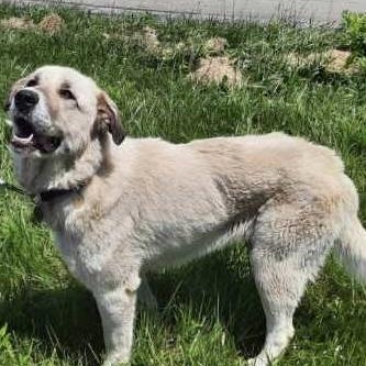 Dulce  - New to Rescue - Anatolian Great Pyrenees- Foster Needed
