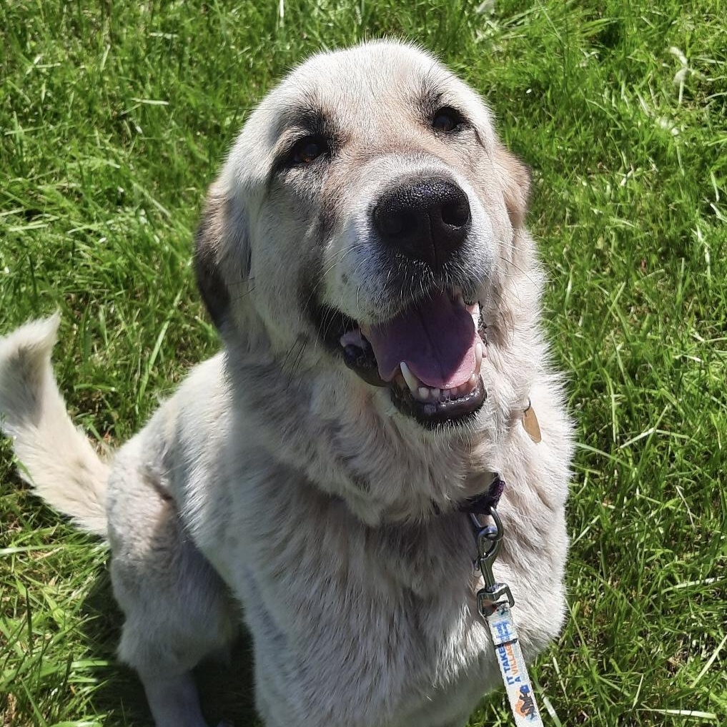 Dulce  - New to Rescue - Anatolian Great Pyrenees- Foster Needed