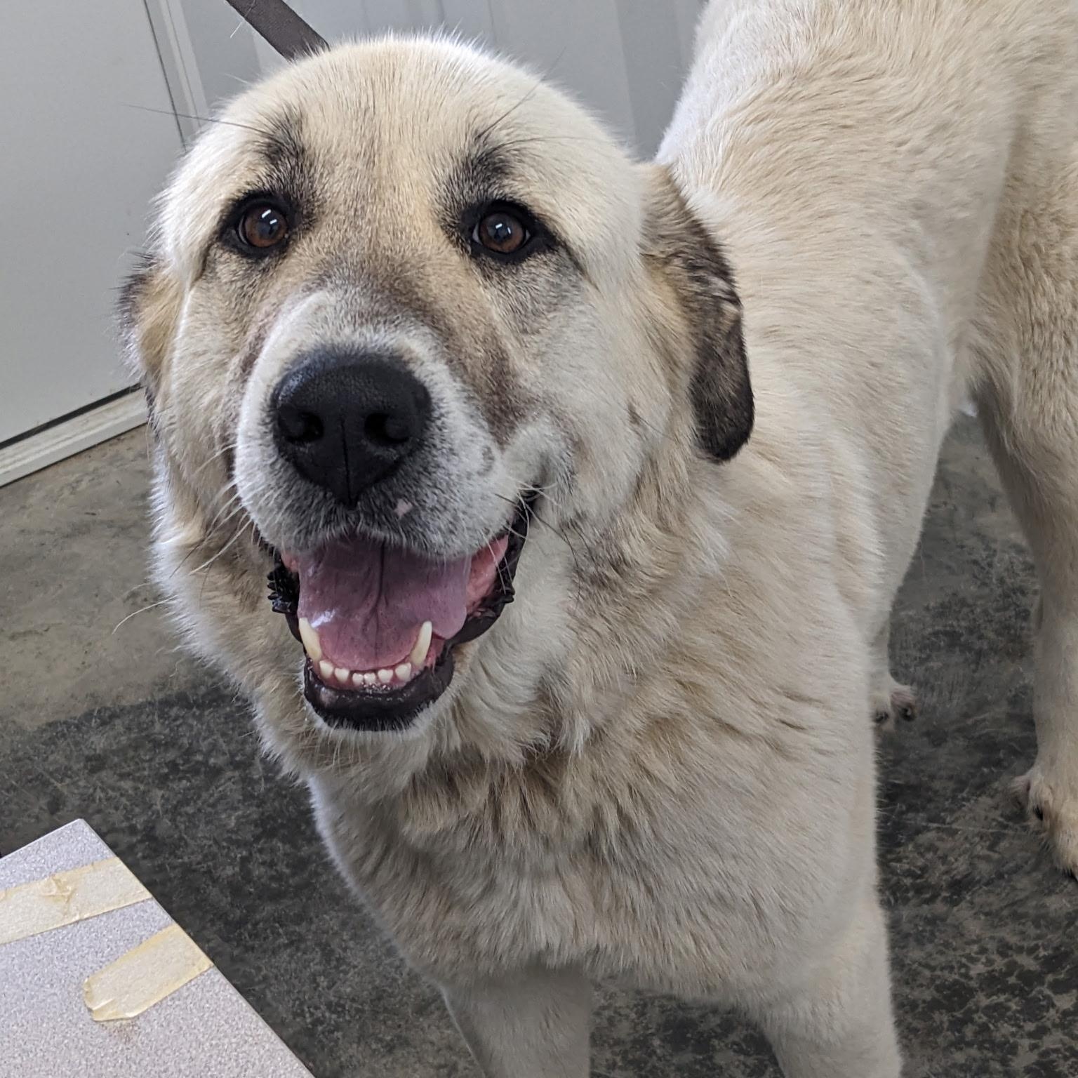 Enlarge Dulce  - Anatolian Great Pyrenees- Foster Needed, a Adoptable mixed breed in Indianapolis, IN image 1/6