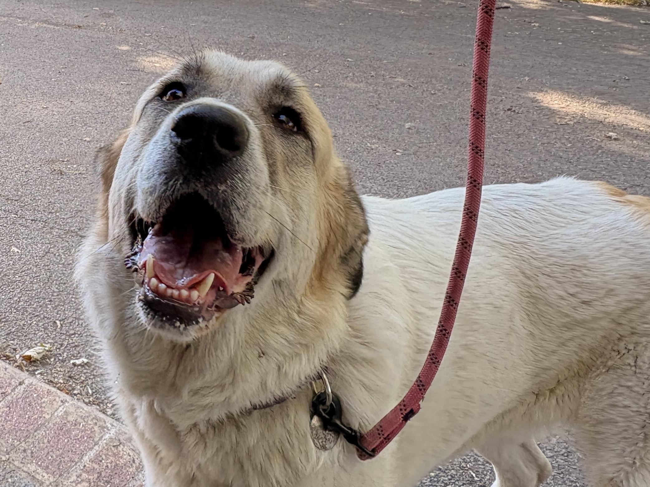 Dulce  - Anatolian Great Pyrenees- Foster Needed