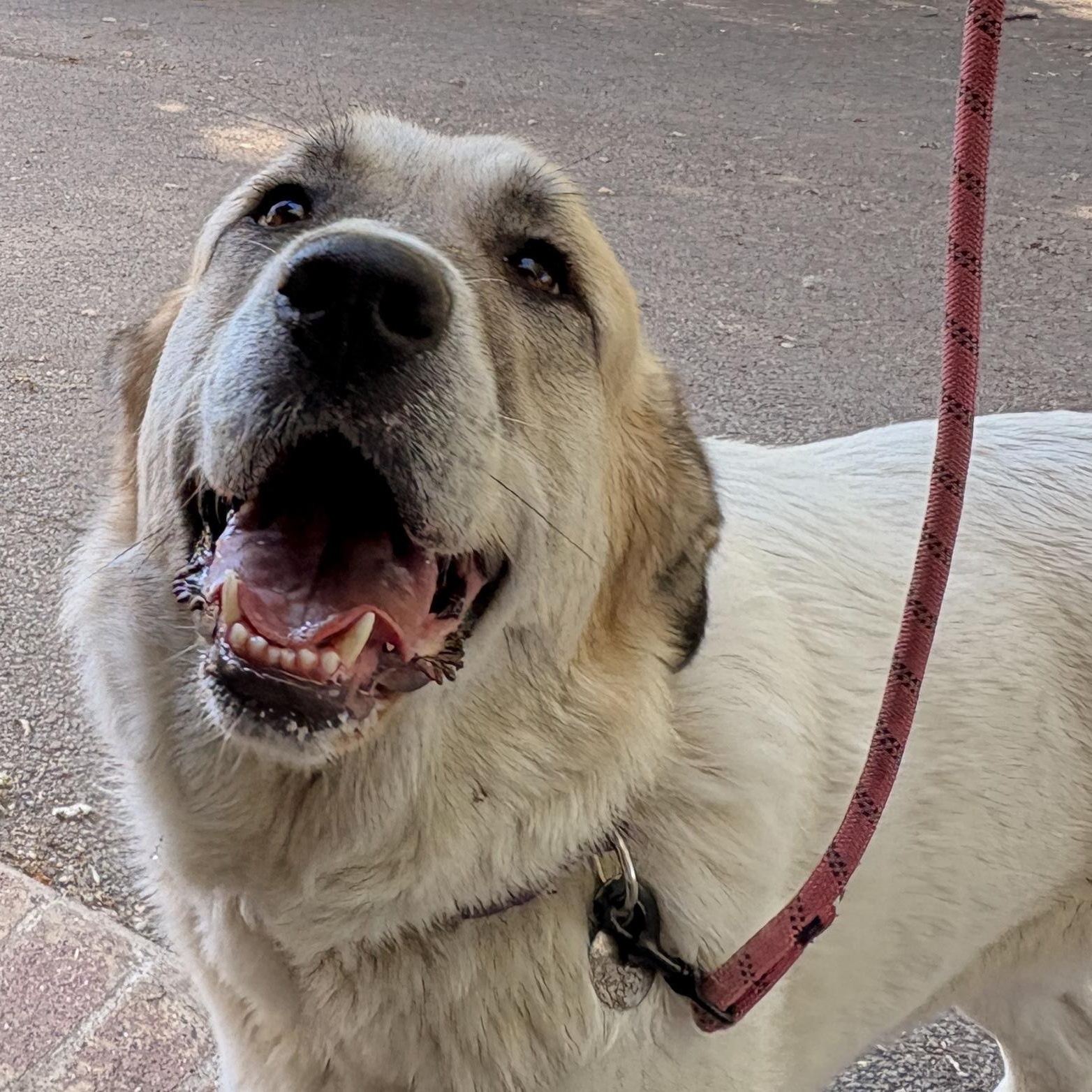 Enlarge Dulce  - Anatolian Great Pyrenees- Foster Needed, a Adoptable mixed breed in Indianapolis, IN image 6/6