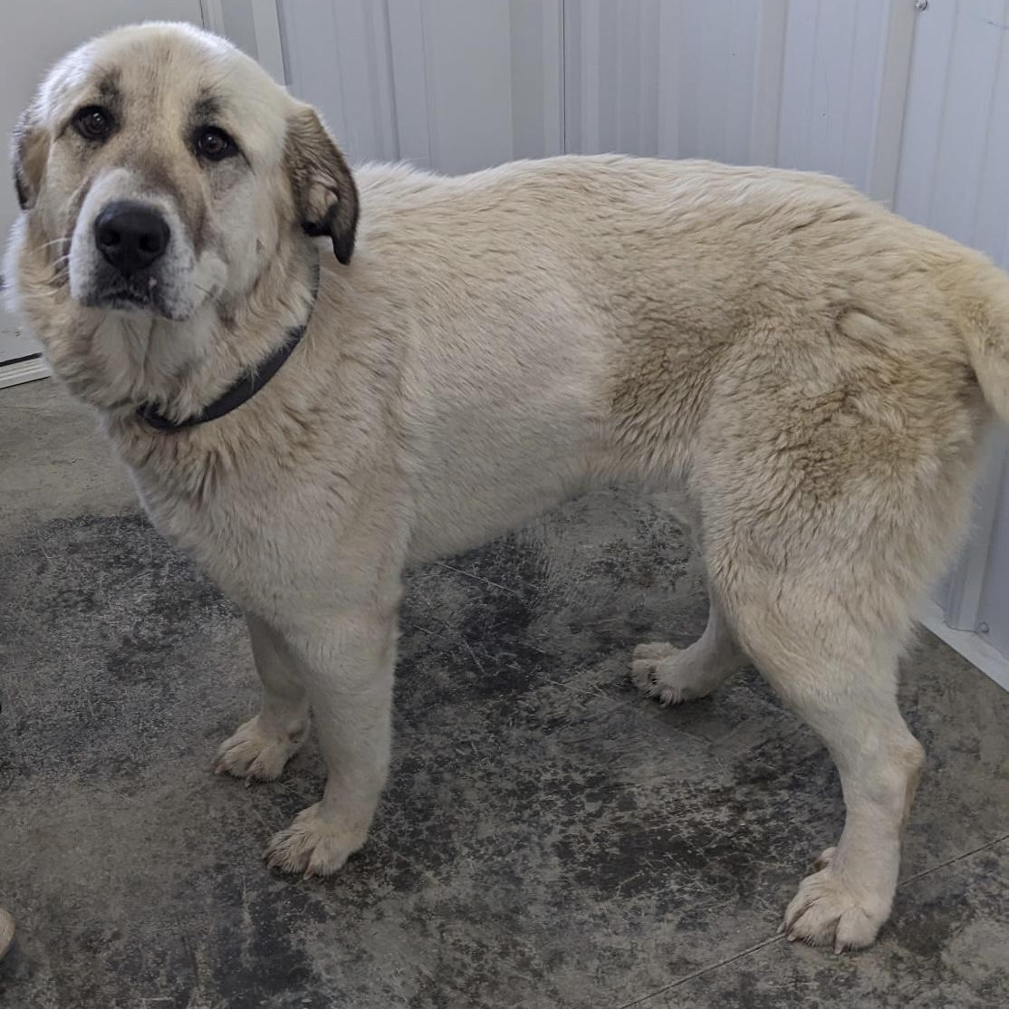 Enlarge Dulce  - Anatolian Great Pyrenees- Foster Needed, a Adoptable mixed breed in Indianapolis, IN image 5/6