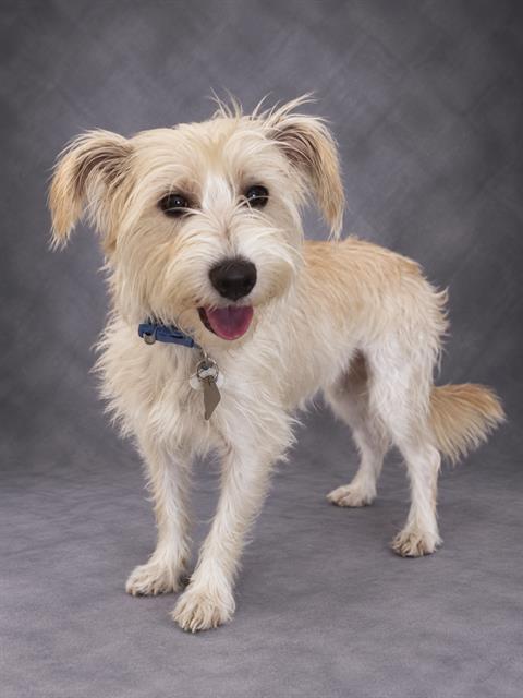 Enlarge HARRY, a Adoptable mixed breed in Winter Haven, FL image 1/1