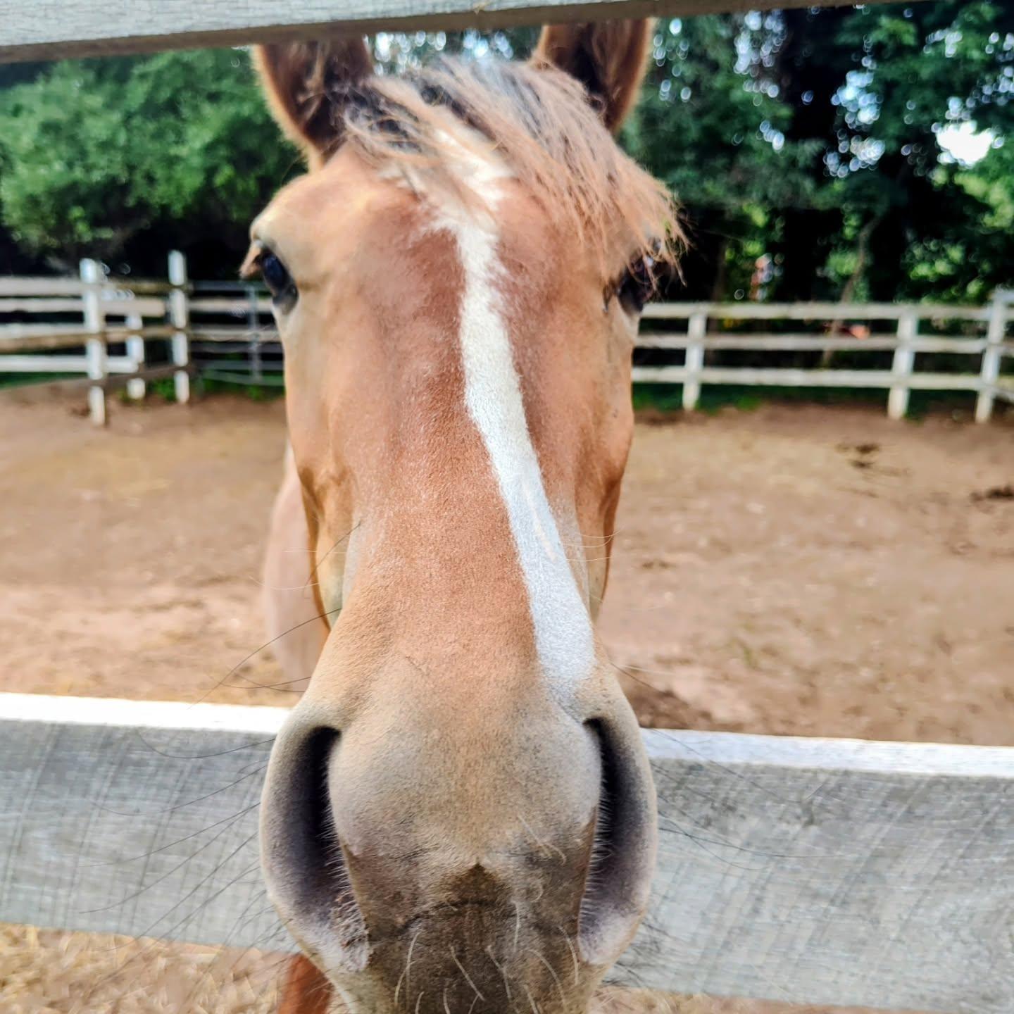 Peaches, Adoptable, Young Female Mustang.