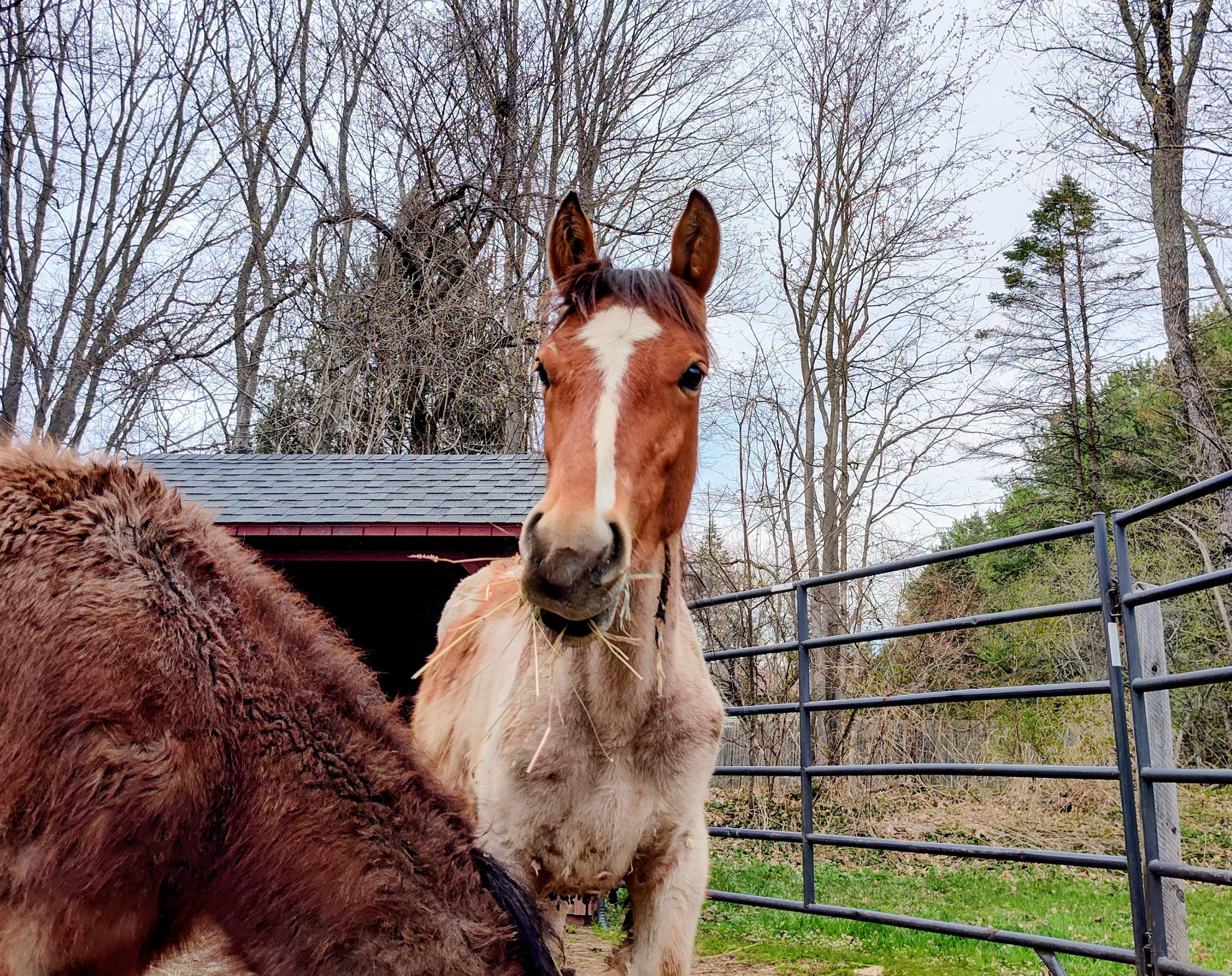 Enlarge Peaches, a Adoptable Mustang in Northford, CT image 2/4
