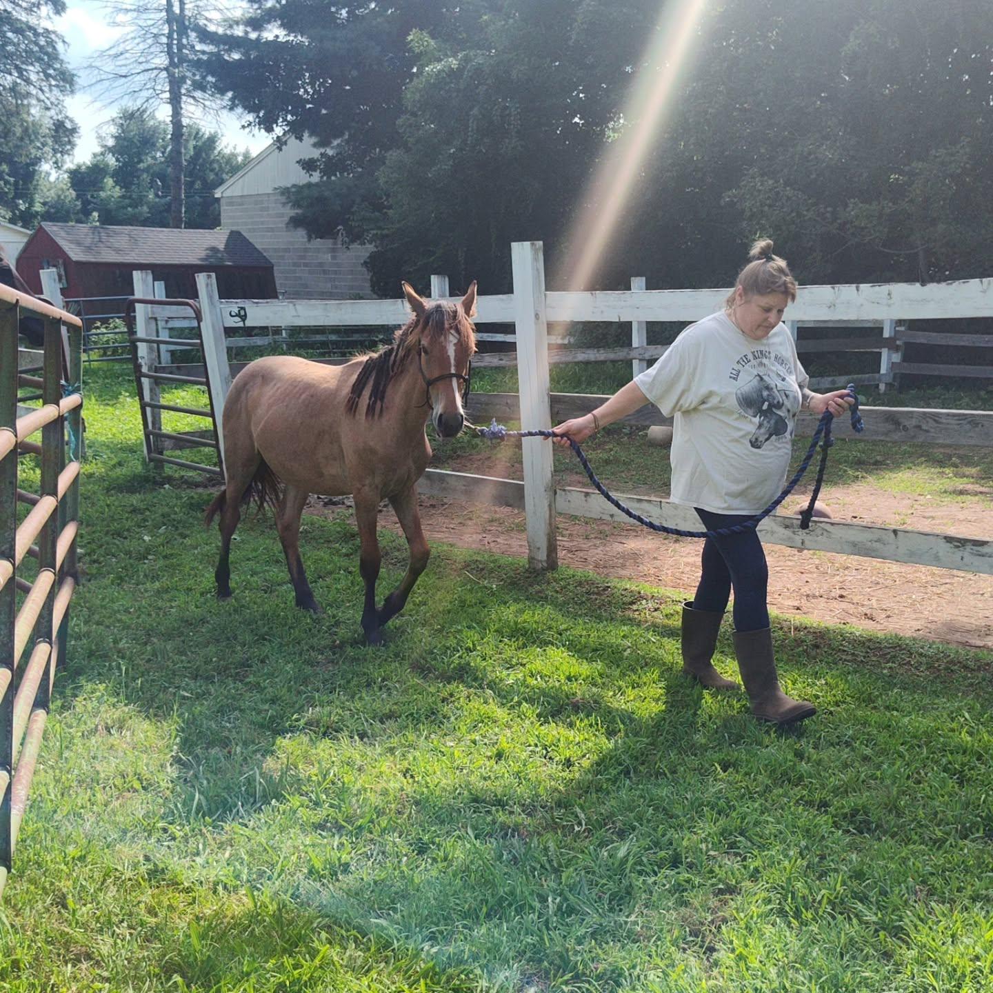 Enlarge Peaches, a Adoptable Mustang in Northford, CT image 3/4