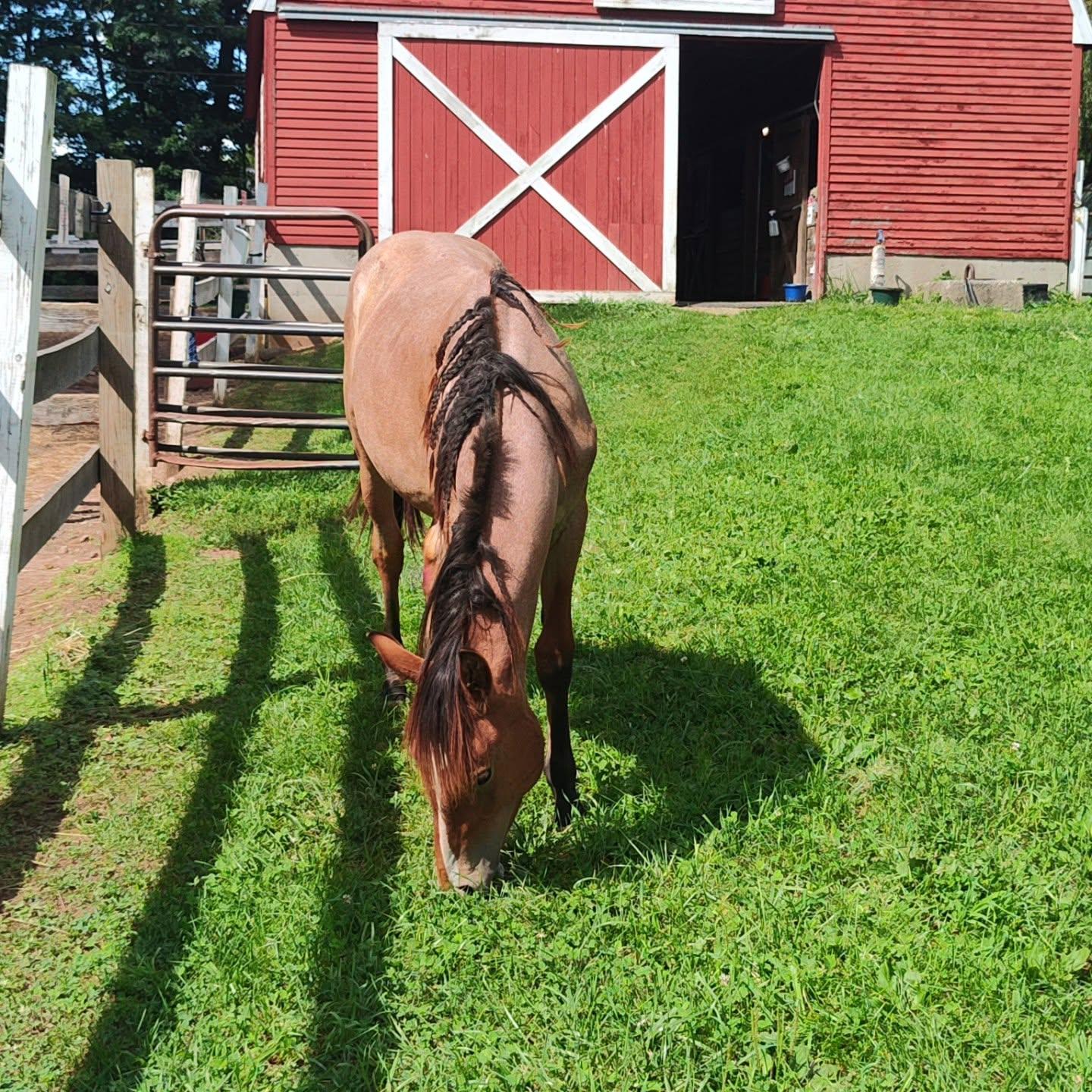 Enlarge Peaches, a Adoptable Mustang in Northford, CT image 4/4