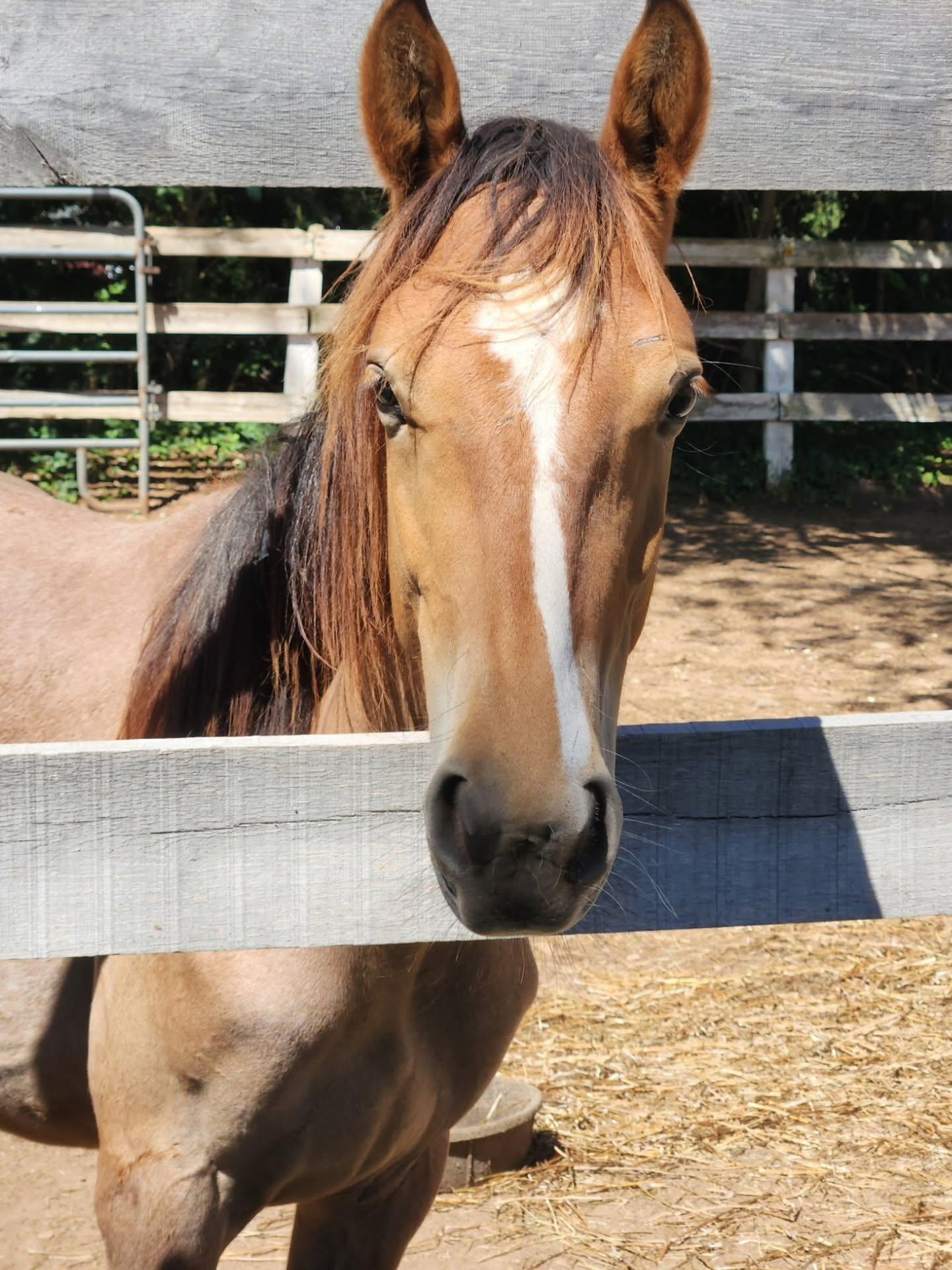 Peaches, Adoptable, Young Female Mustang.