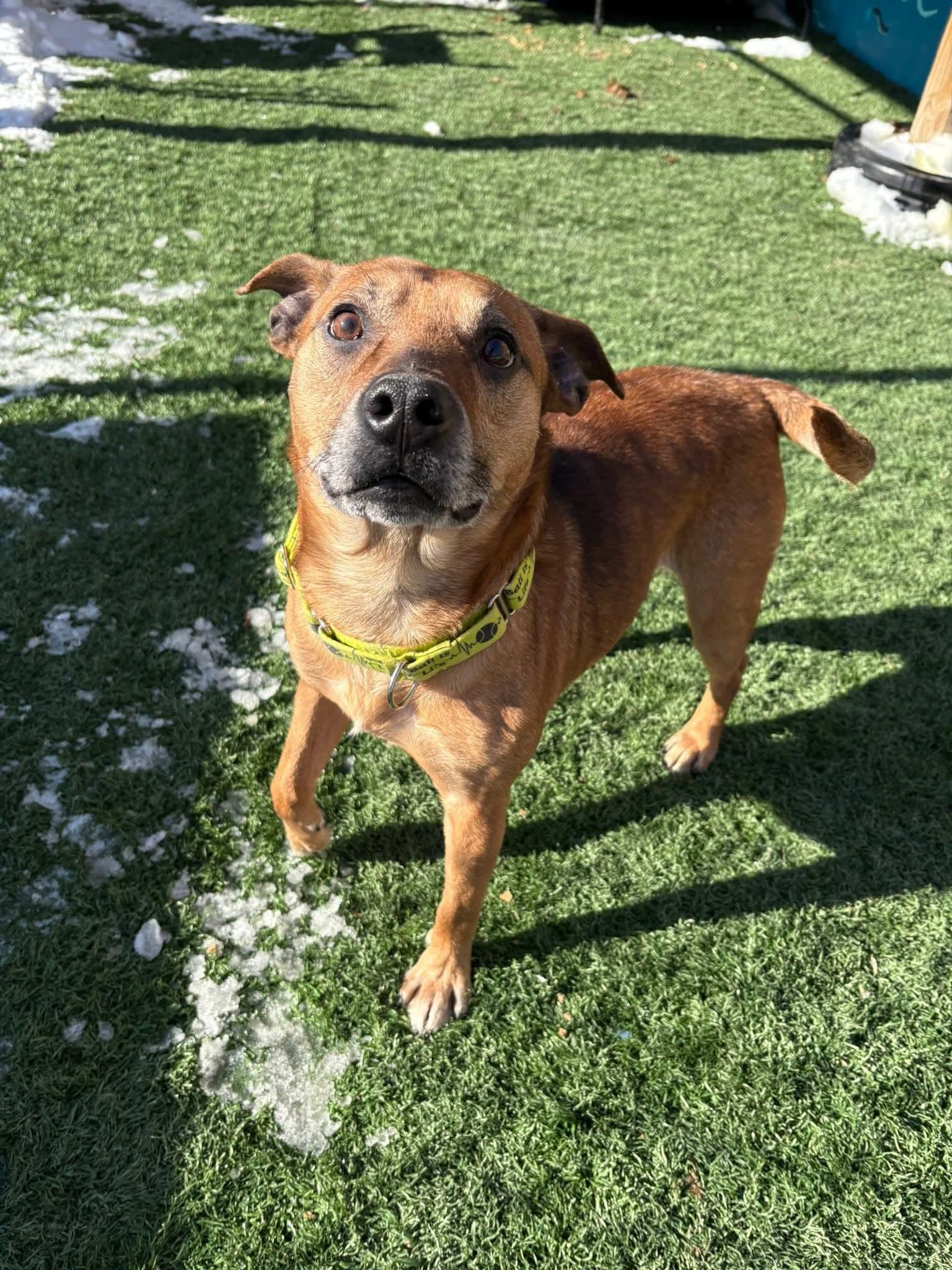 ARCHER  tinycauseadopt@gmail.com , ADOPTABLE, Young Male Mixed Breed.