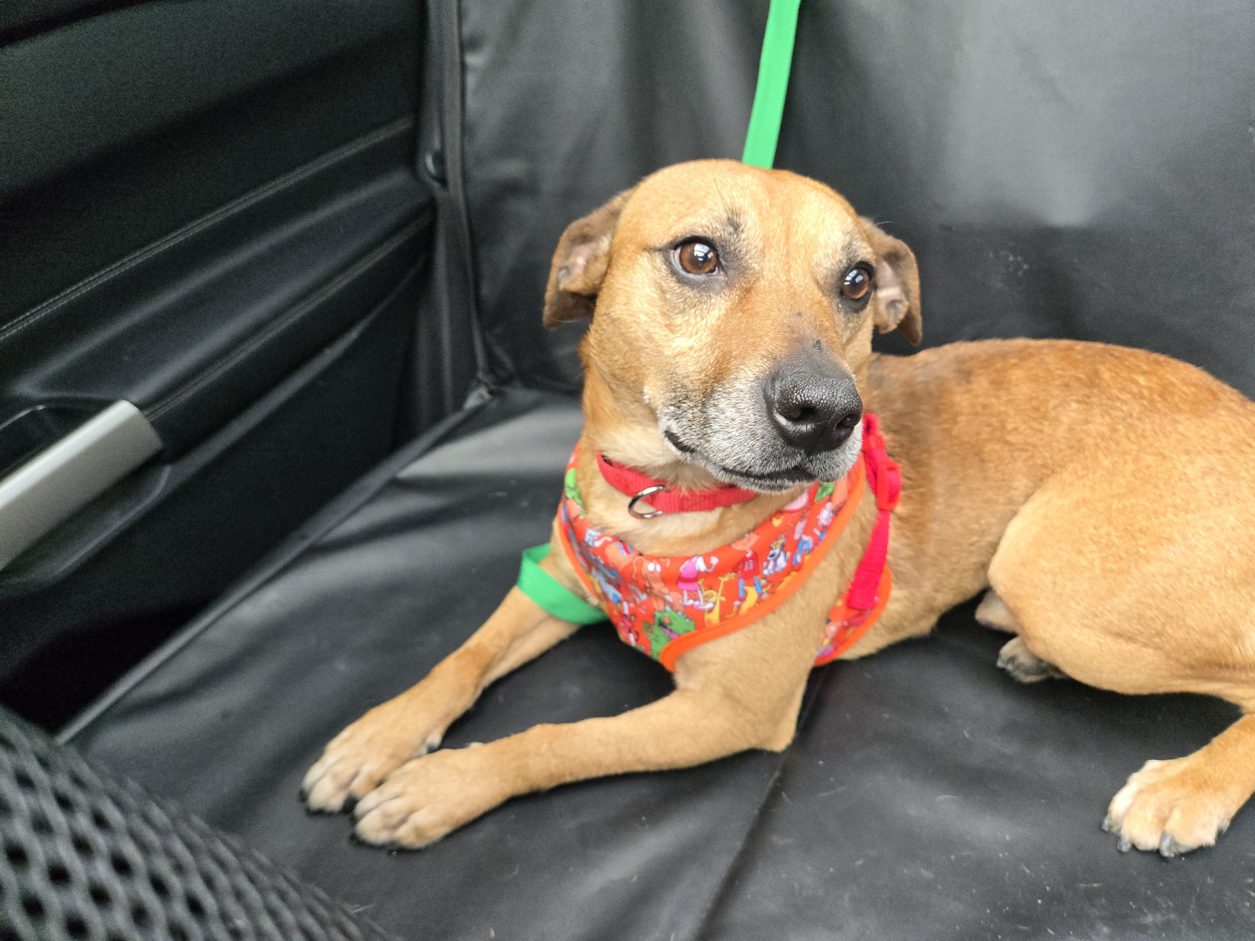 Enlarge ARCHER  tinycauseadopt@gmail.com , a ADOPTABLE Mixed Breed in Vandergrift, PA image 2/3
