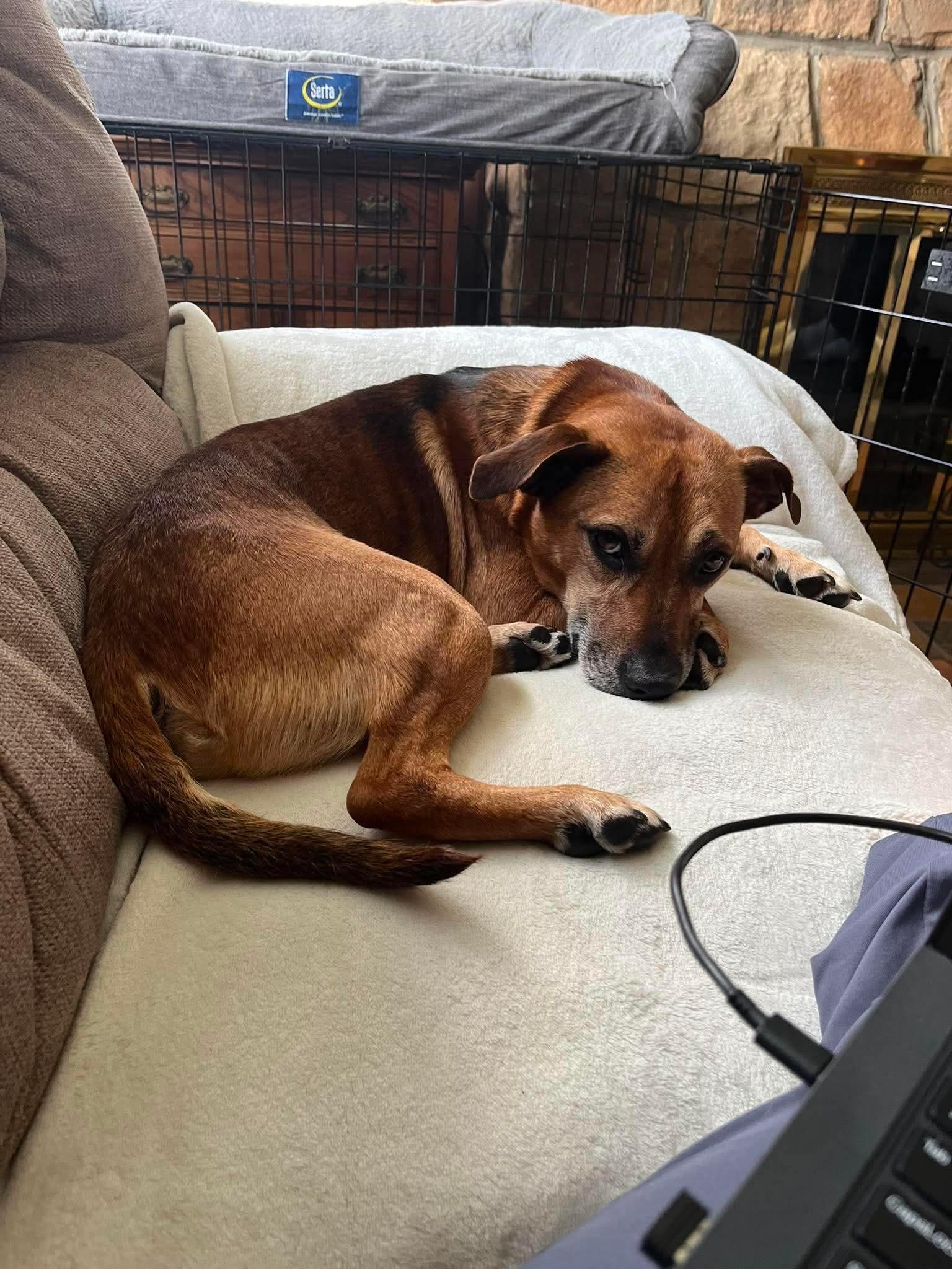 ARCHER tinycauseadopt@gmail.com , a ADOPTABLE Mixed Breed in Vandergrift, PA image 1/4