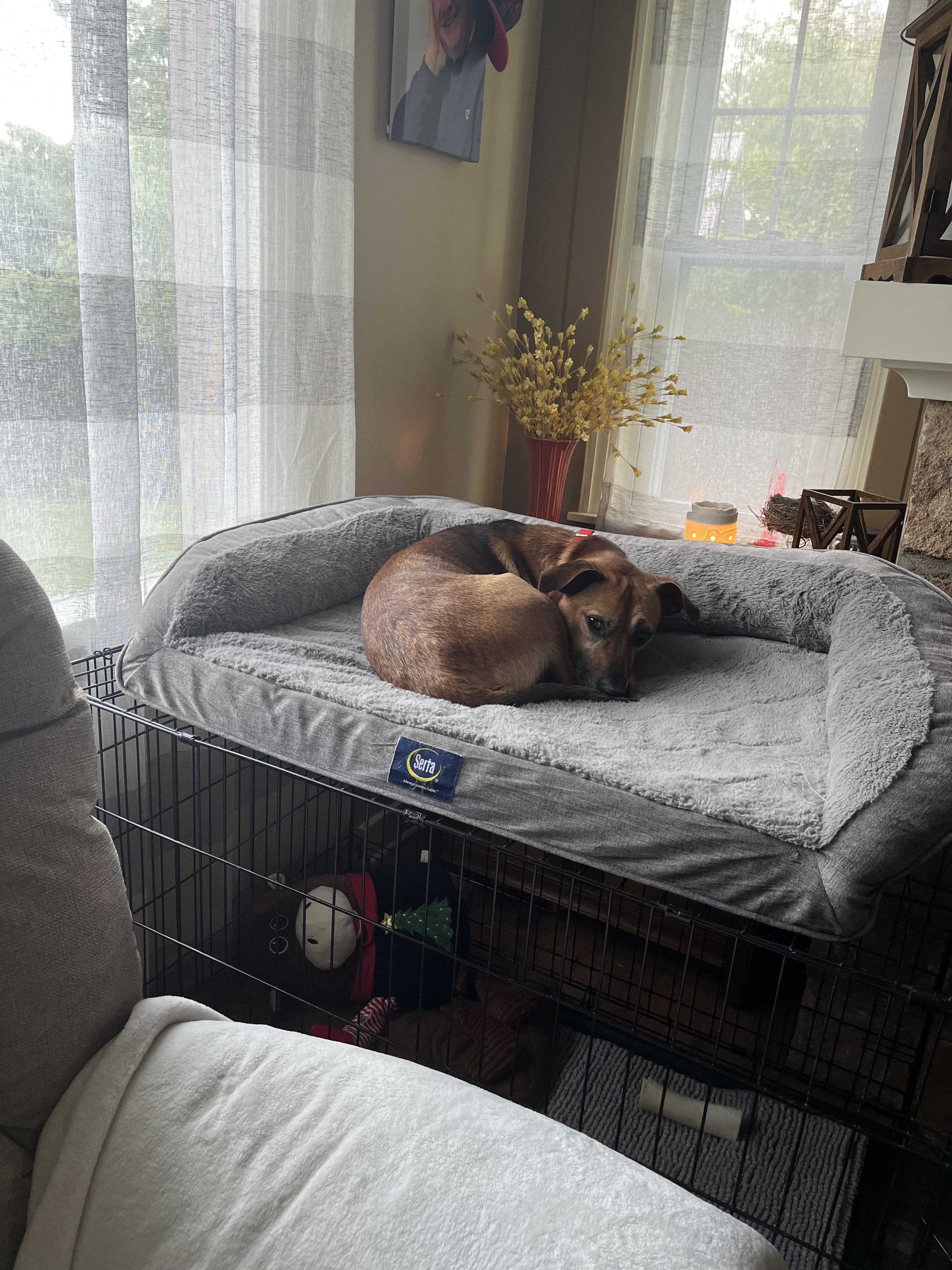Enlarge ARCHER  tinycauseadopt@gmail.com , a ADOPTABLE Mixed Breed in Vandergrift, PA image 1/3