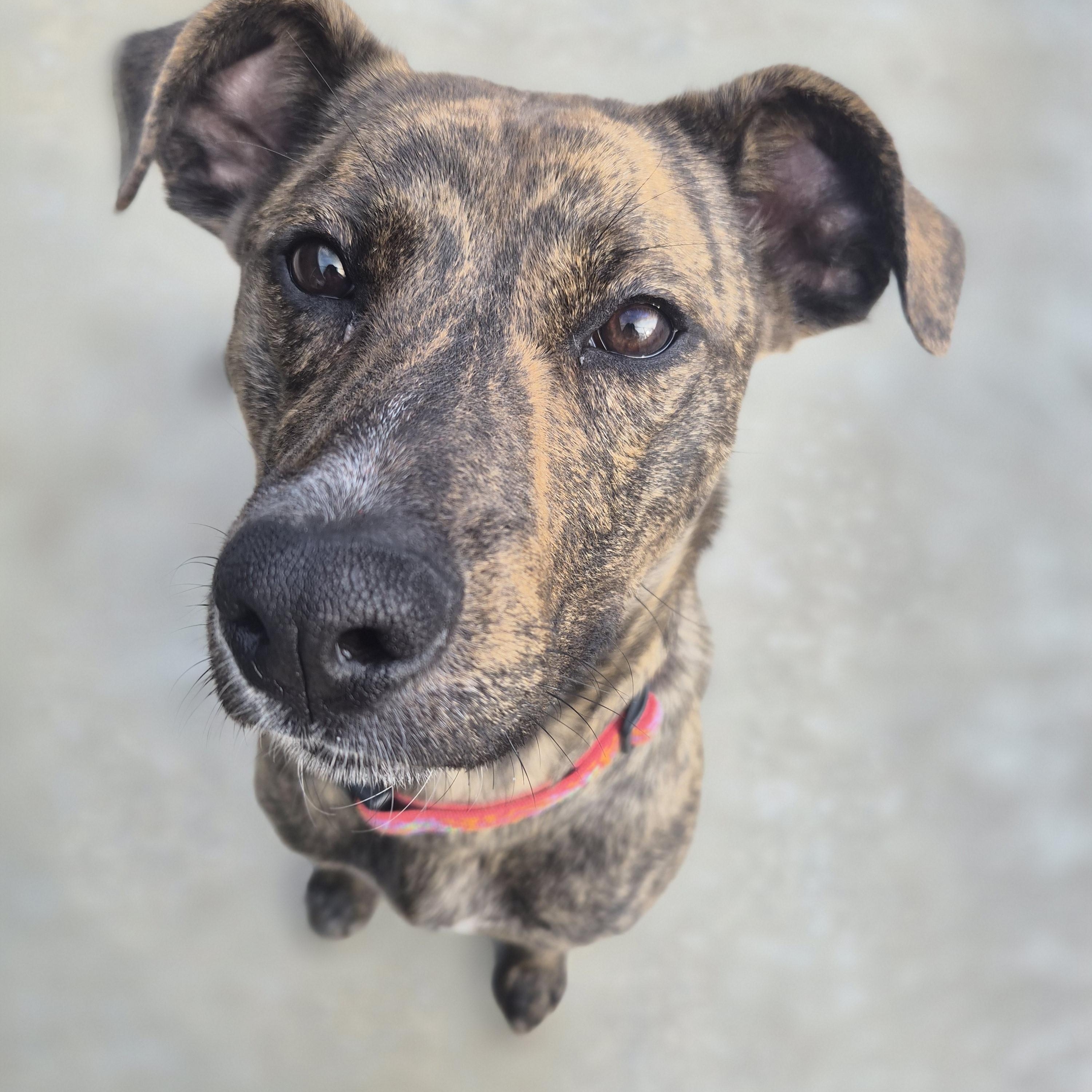 Penny , adopted, Young Female Plott Hound.
