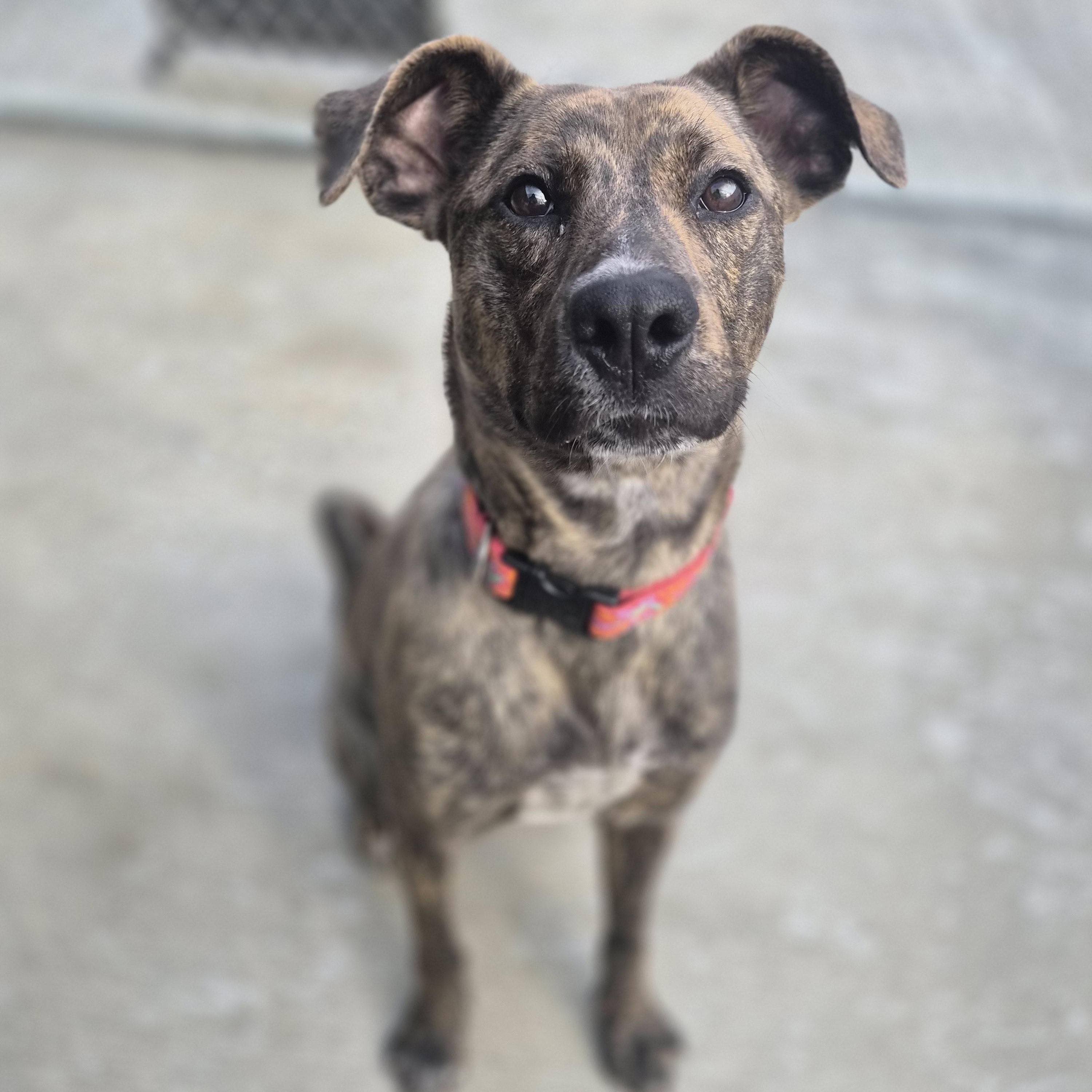 Enlarge Penny , an adopted mixed breed in Cornelius, NC image 3/6