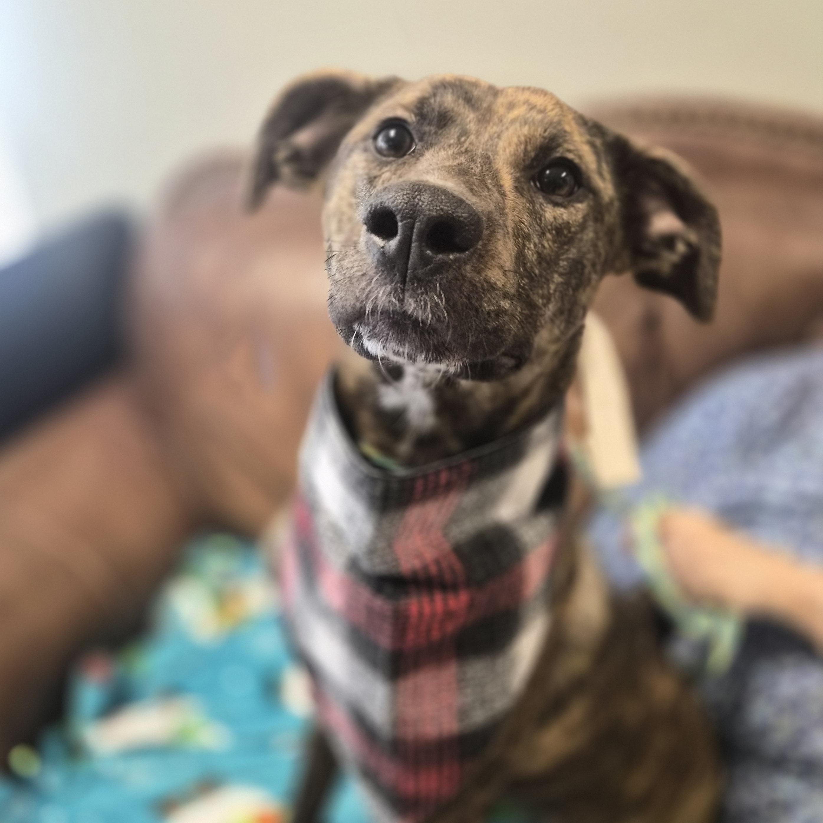 Penny , ADOPTABLE, Young Female Plott Hound.