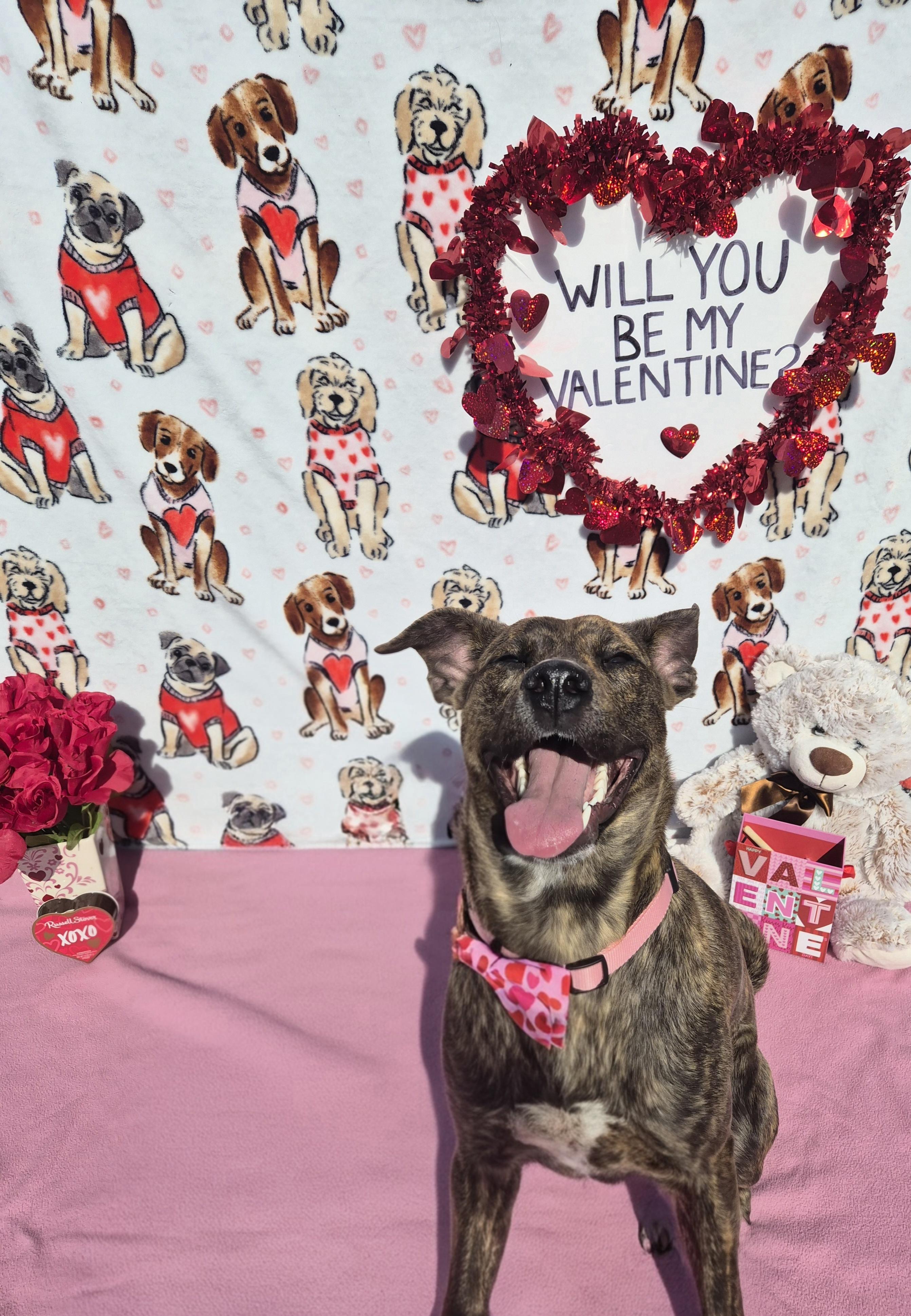 Penny , an adoptable mixed breed in Cornelius, NC image 1/6