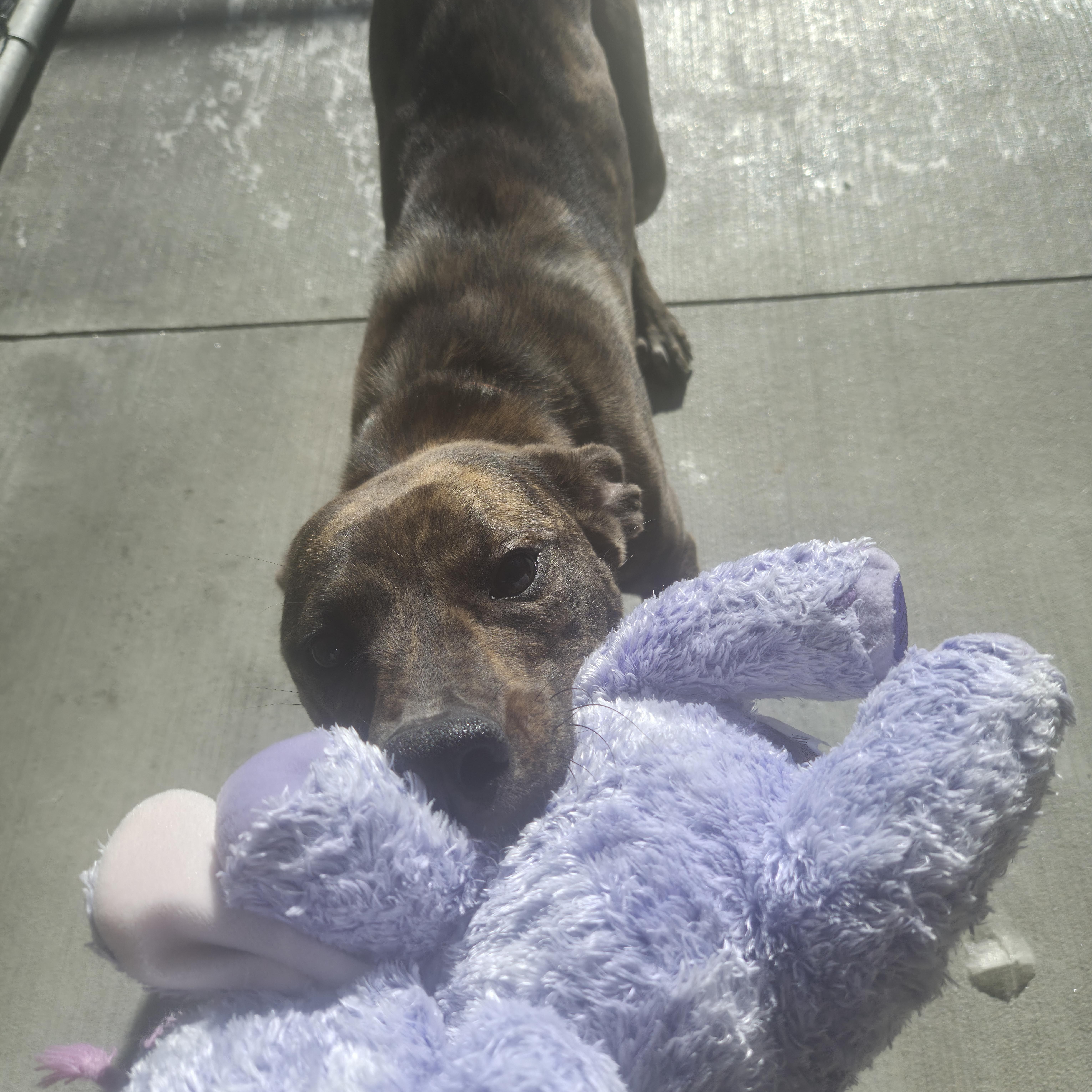 Enlarge Penny , a ADOPTABLE mixed breed in Cornelius, NC image 4/6