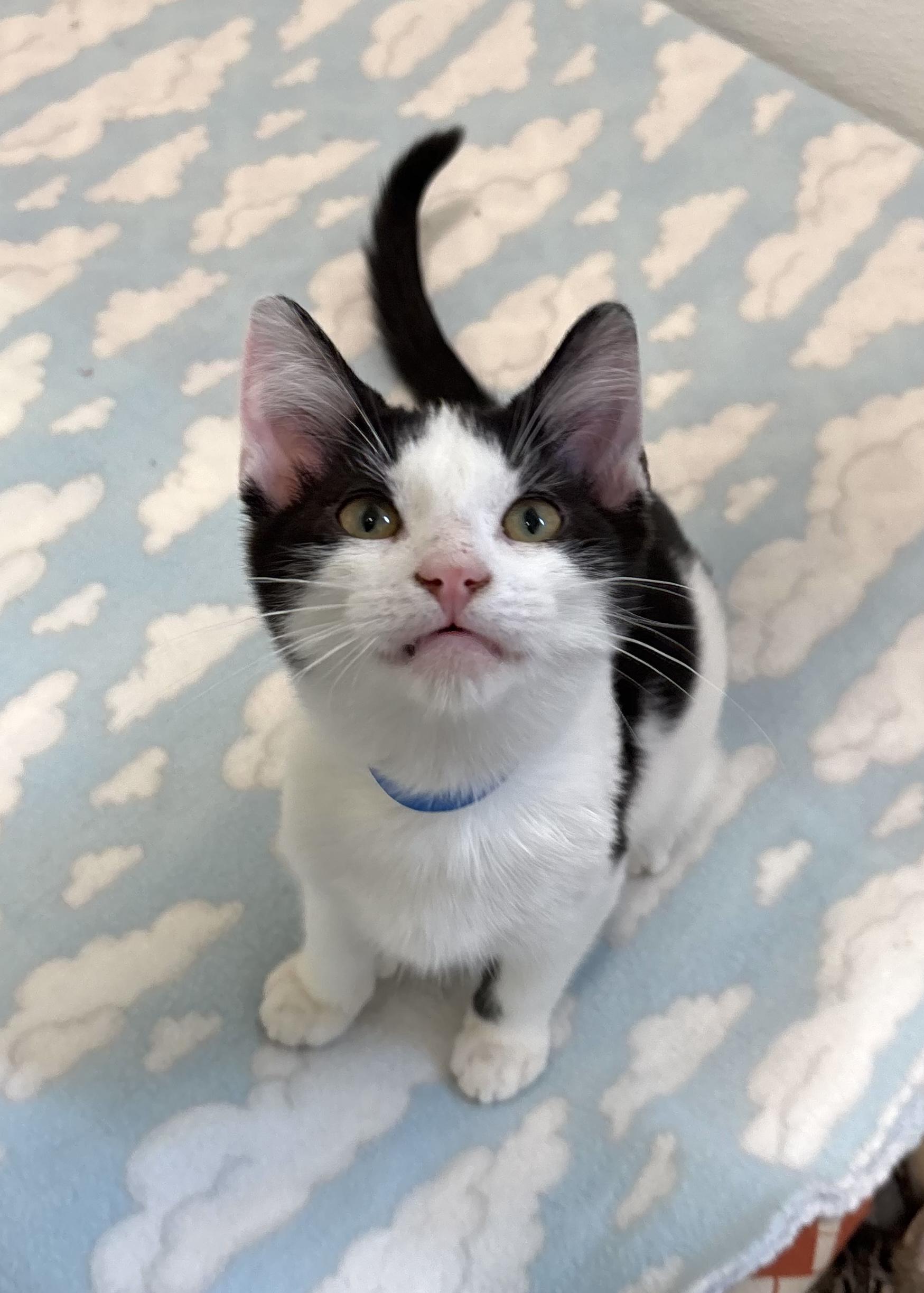 Jake, Adoptable, Kitten Male Domestic Short Hair.