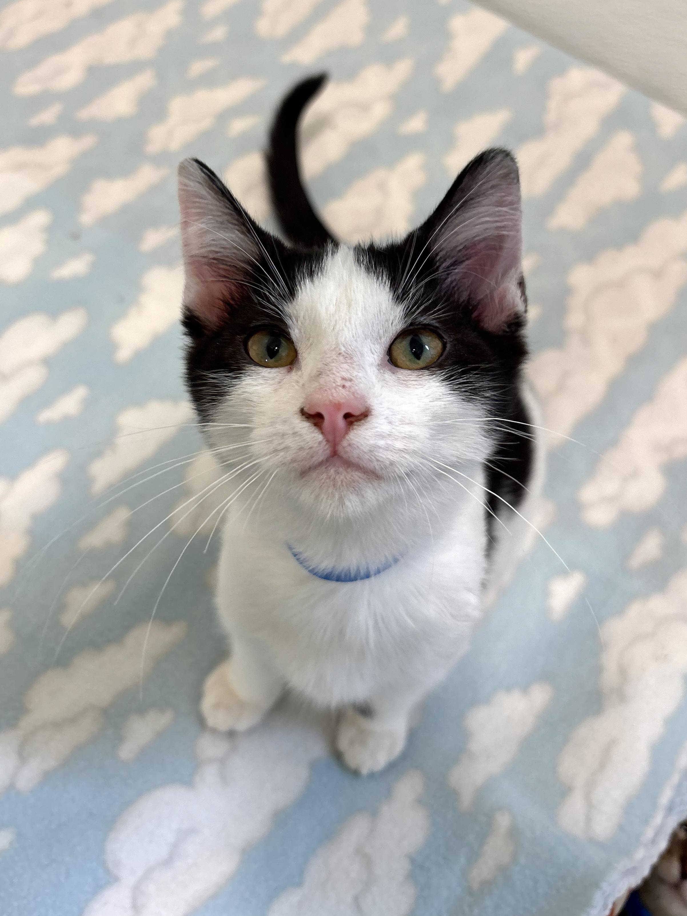 Enlarge Jake, a Adoptable Domestic Short Hair in Chicago, IL image 3/3