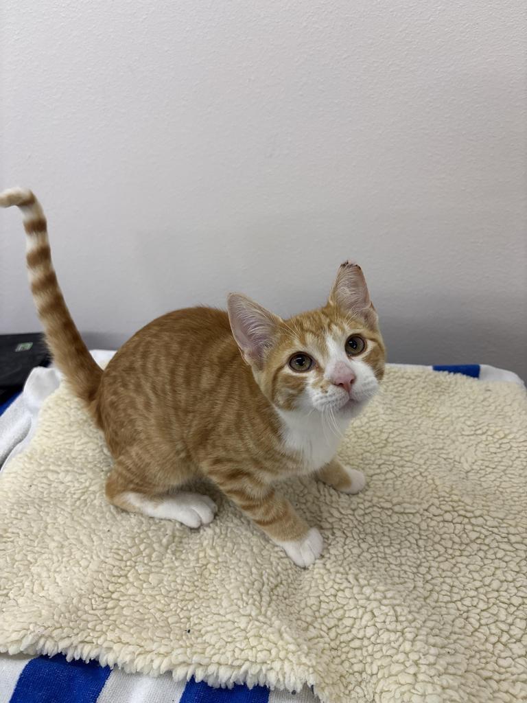 Enlarge Cider, a Adoptable Domestic Short Hair in Black River Falls, WI image 1/1